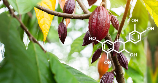 The Relationship Between Epicatechin & Flavanols