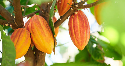 The Next Big Thing in Cocoa Flavanol Products