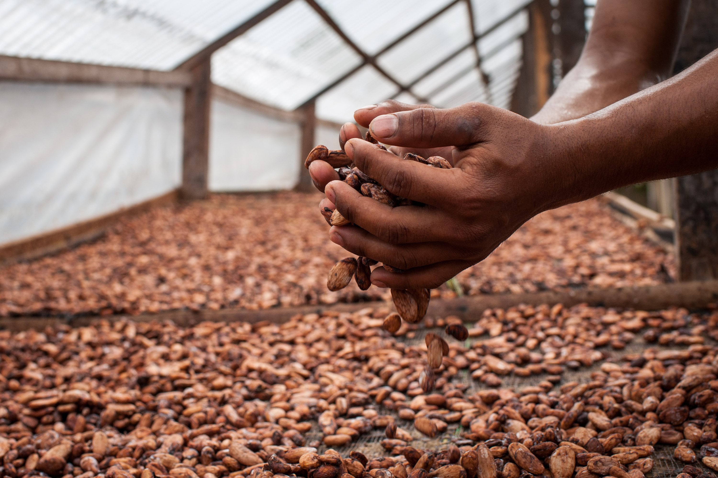 Two hands holding cocoa beans with more cocoa beans in the background