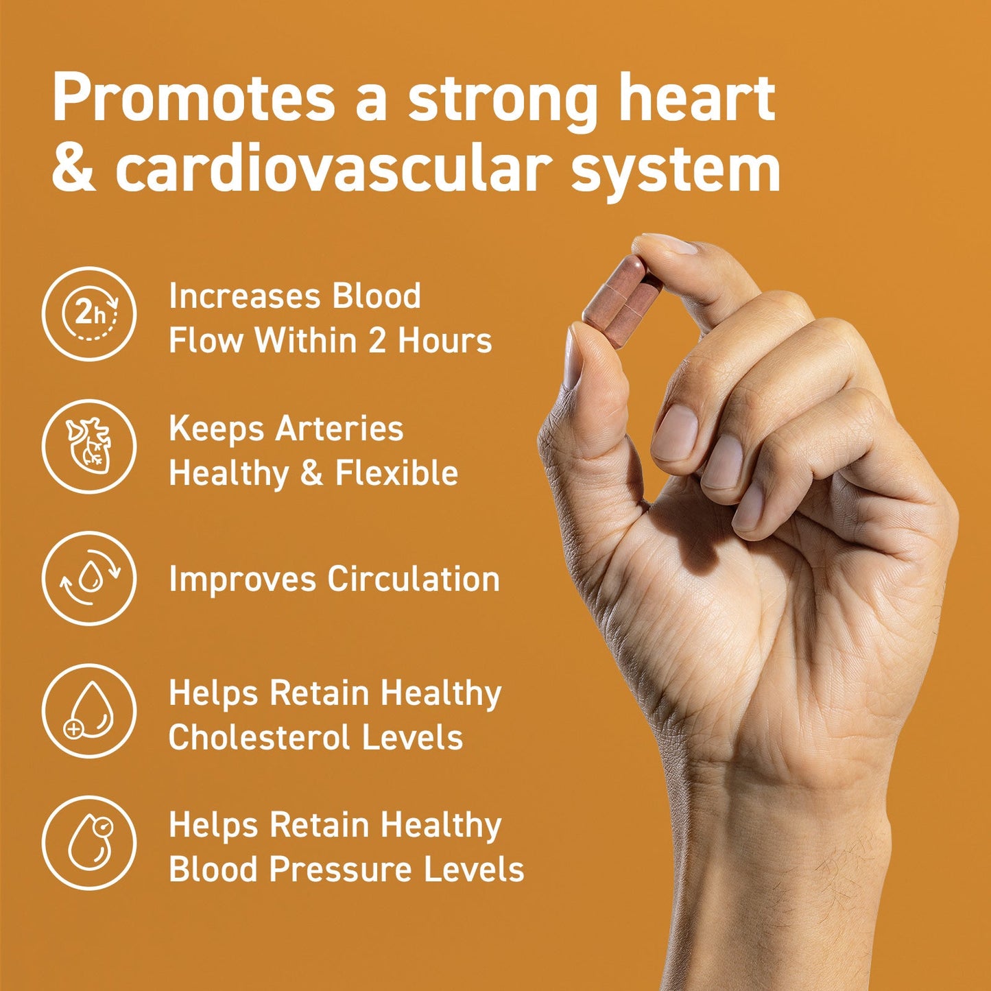 Promotes a strong heart & cardiovascular system. Increases Blood Flow within 2 hours. Improves circulation. Helps retain healthy cholsterol levels. Keeps arteries healthy & flexible.
