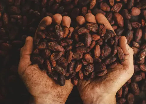 Hand with cocoa beans