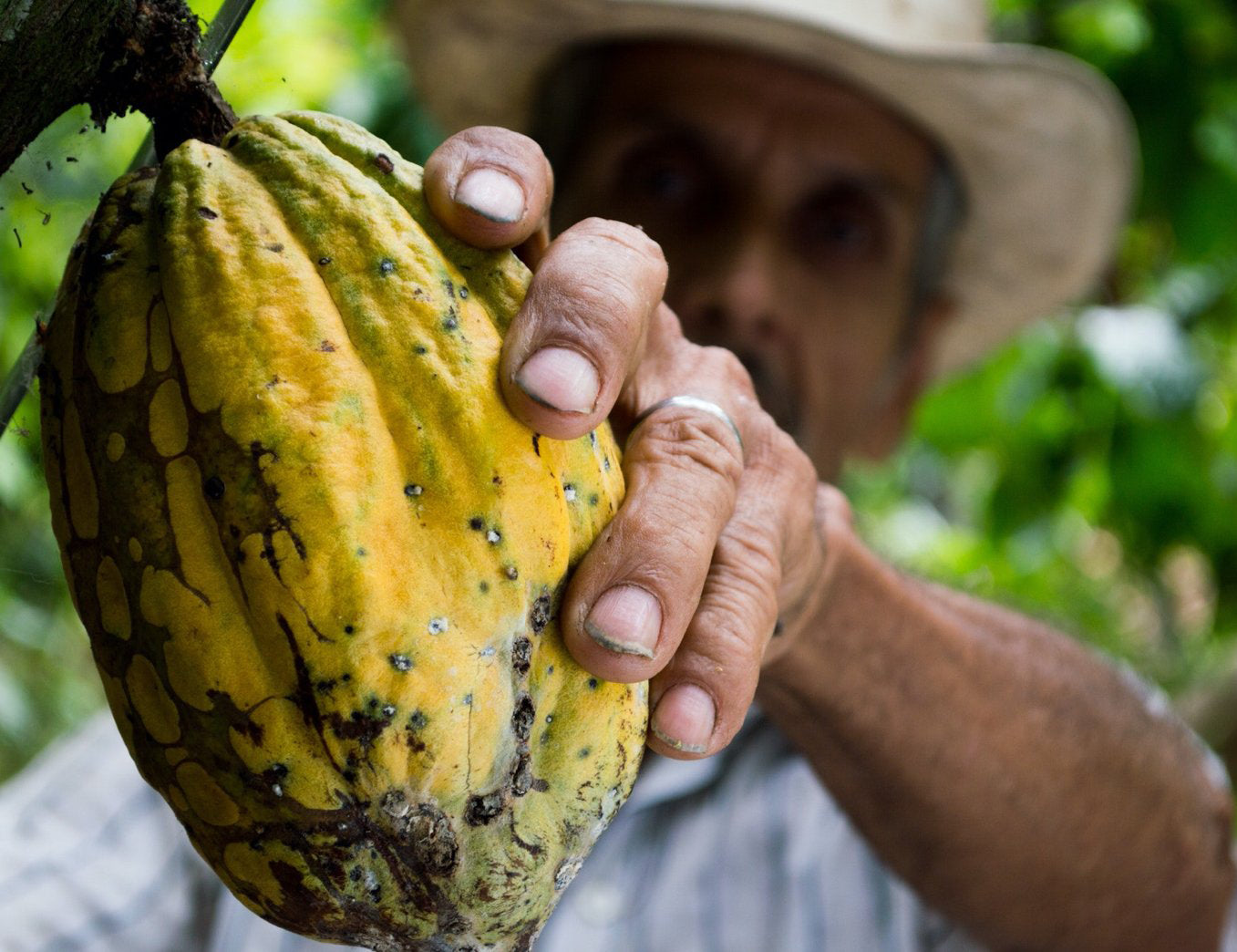 Cocoa pod being held by man