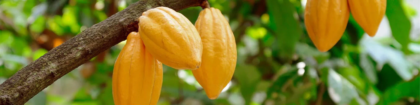 Cocoa Tree with Cocoa pods