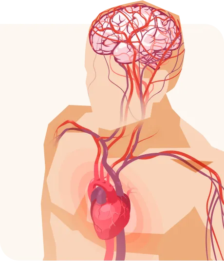 a diagram of a heart and brain