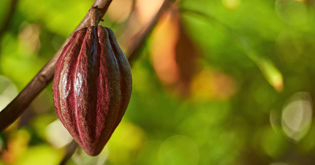 cocoa flavanols