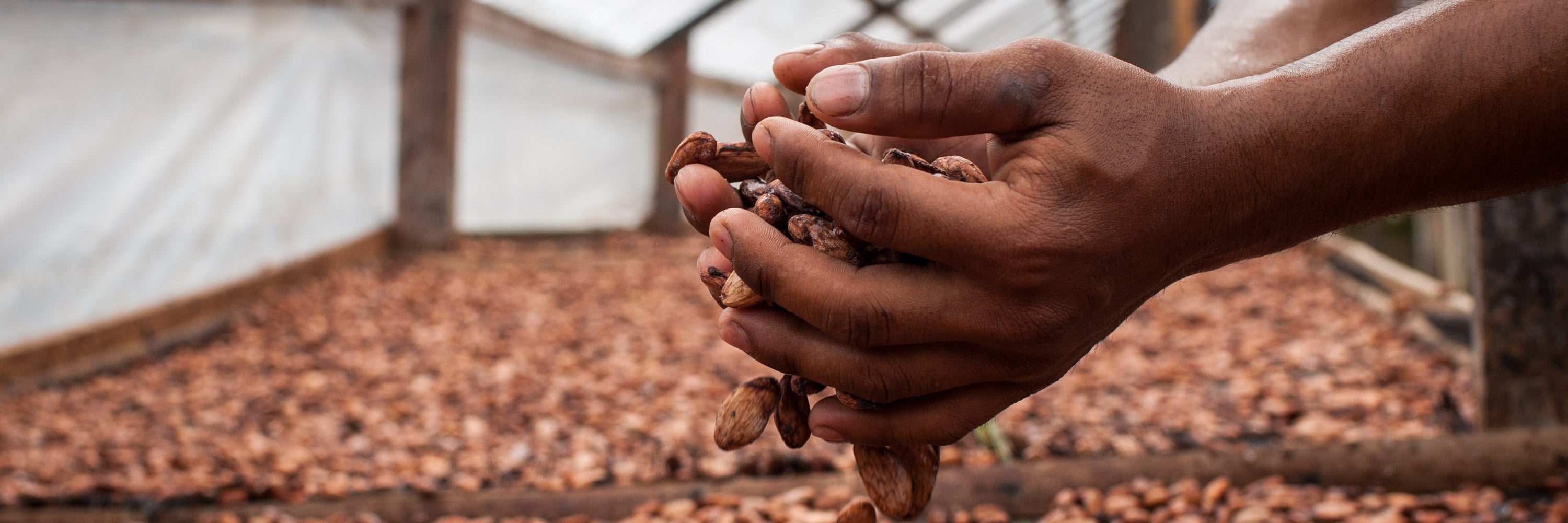Two hands holding cocoa beans with more cocoa beans in the background