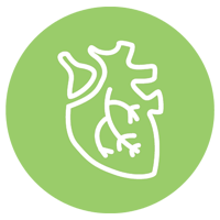 Arteries Healthy & Flexible