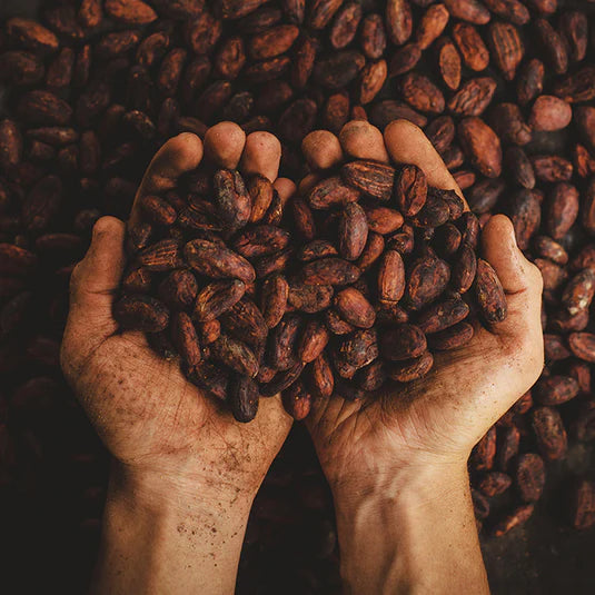 Two hands holding cocoa beans with more cocoa beans in the background