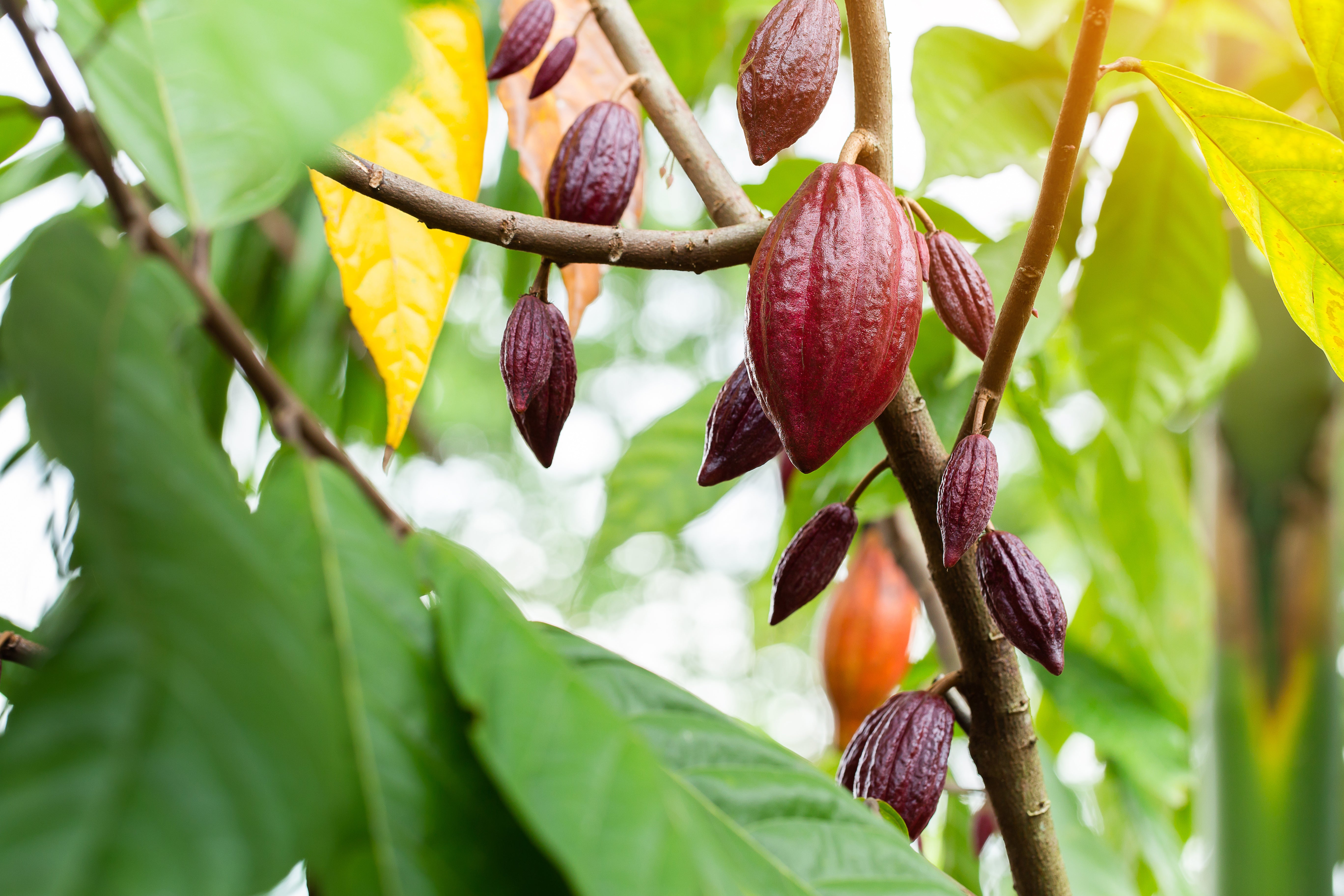Ripe cacao pods on the tree, the fruit cocoa flavanols come from.