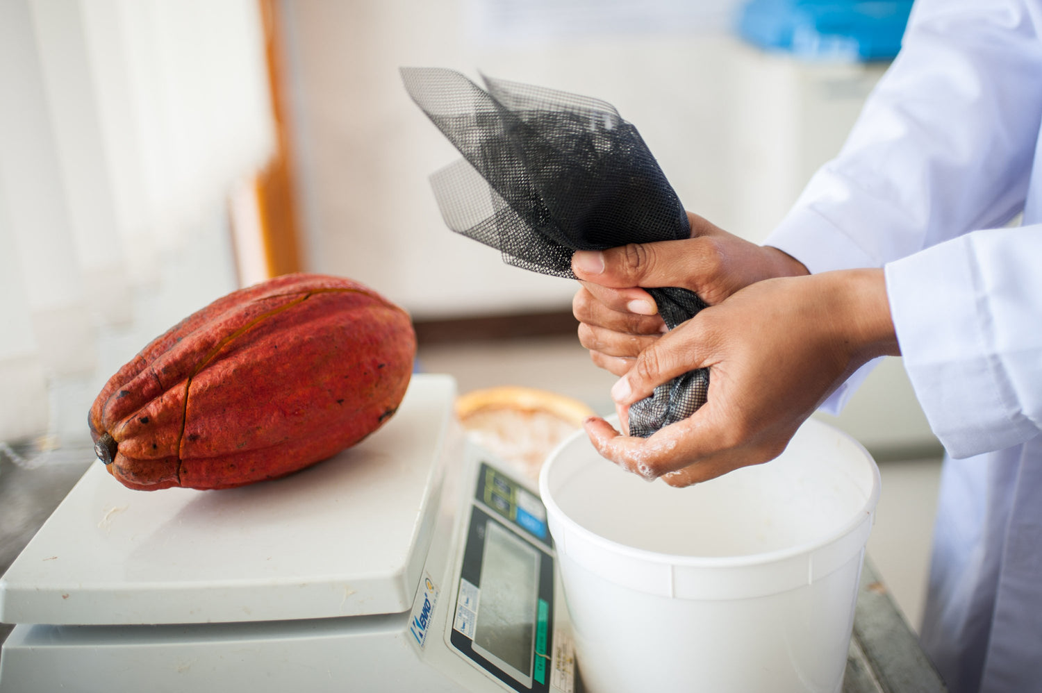 Cocoa Pod in Lab being extracted