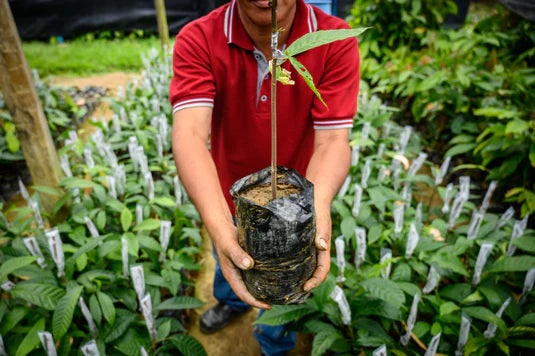 Mna in farm holding small cocoa plant