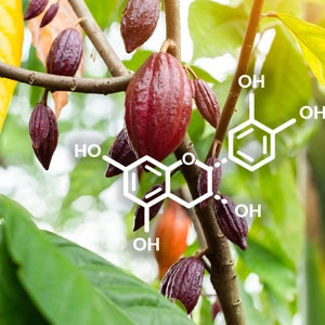 Flavanols what
