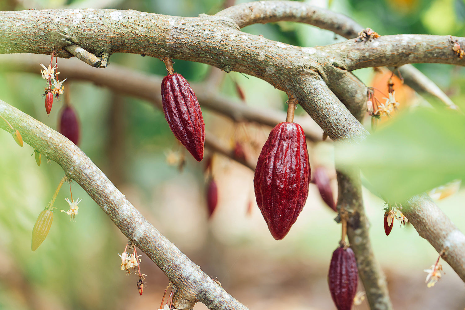 Cocoa pod on tree