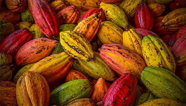 Cocoa Pods