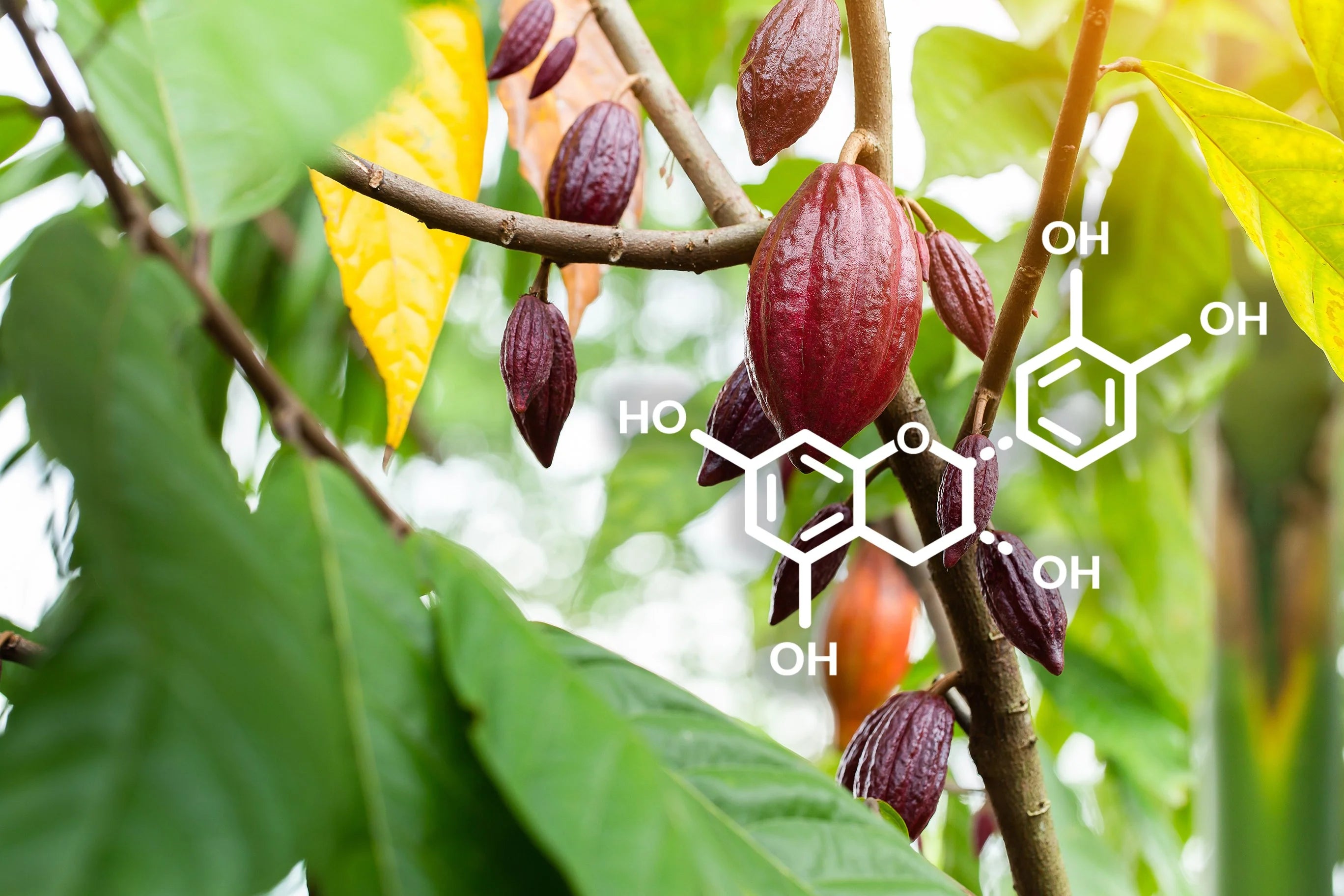Cocoa pods hanging on a branch with a chemical structure overlaid