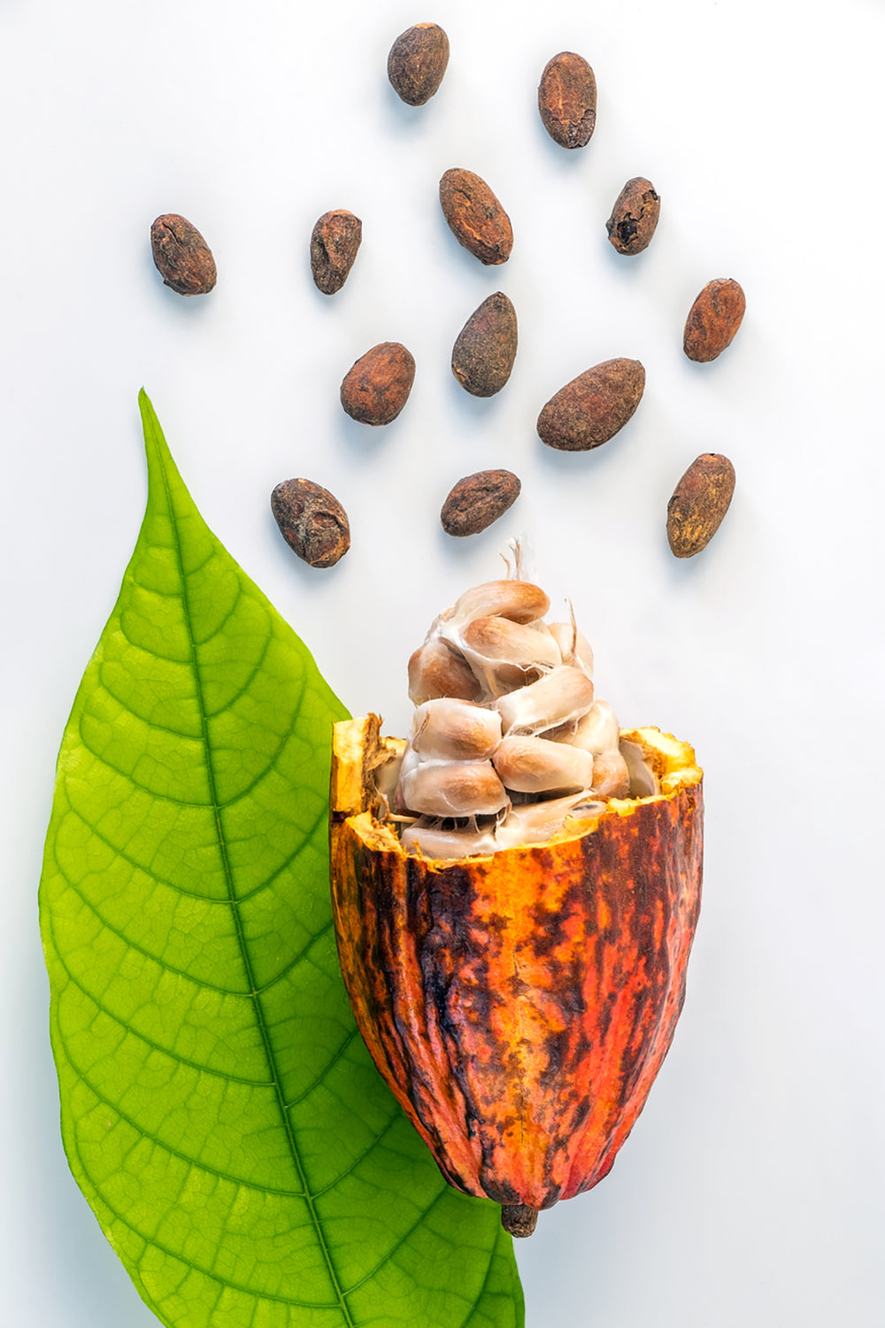 Cocoa pod open with beans out