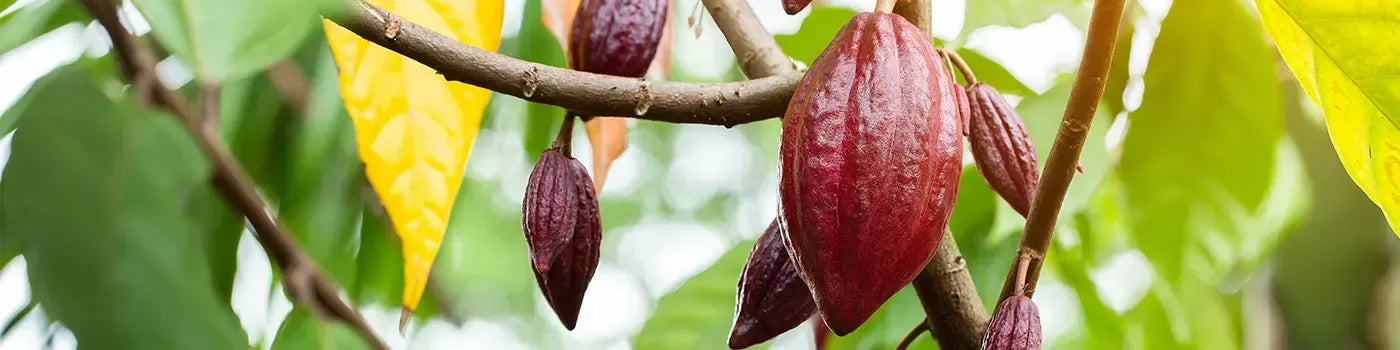 Cocoa Pod on Cocoa Tree