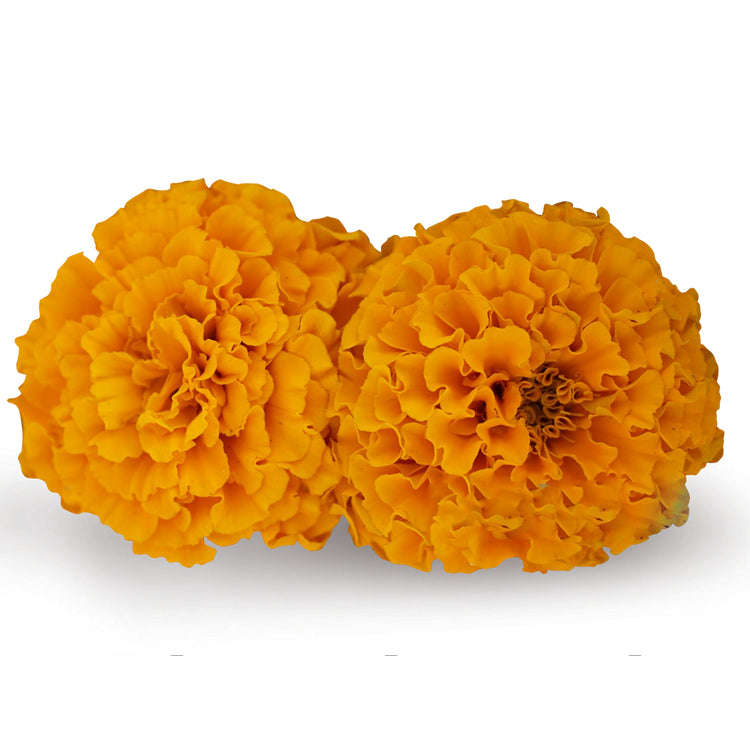 Marigold Flower